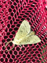 Limacodidae