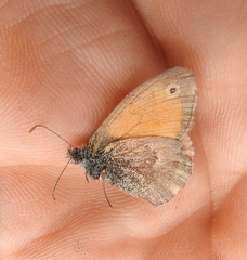 Coenonympha