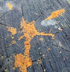 Hydropisphaera peziza