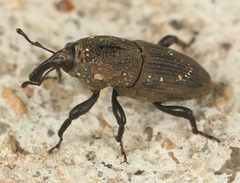 Sphenophorus