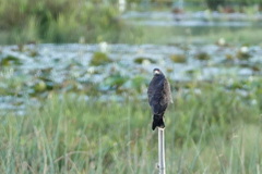 Rostrhamus sociabilis