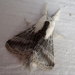 Small Tolype Moth - Photo (c) Kurt Andreas, some rights reserved (CC BY-NC-SA)