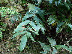 Berberis nervosa