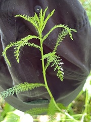Achillea setacea