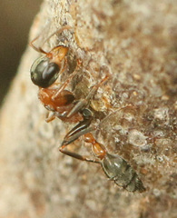 Pseudomyrmex gracilis
