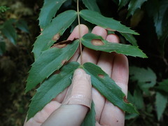 Berberis nervosa