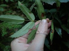 Berberis nervosa