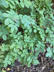 Rosa spinosissima
