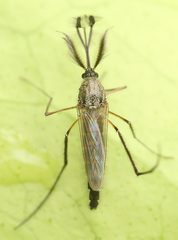 Psorophora cyanescens