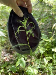 Achillea setacea
