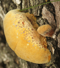 Pseudoinonotus