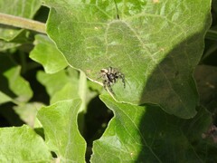 Megafreya sutrix
