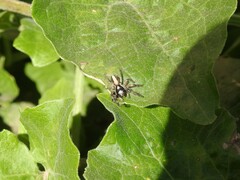 Megafreya sutrix