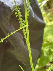 Achillea setacea