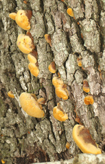 Pseudoinonotus