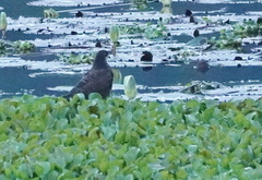 Rostrhamus sociabilis