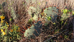 Opuntia gilvescens