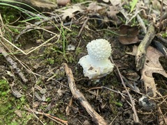 Amanita abrupta