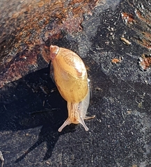 Succinea putris