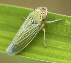 Xyphon reticulatum