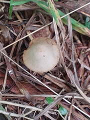 Conocybe tenera