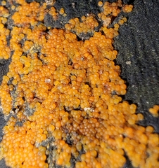 Hydropisphaera peziza