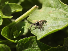 Megafreya sutrix