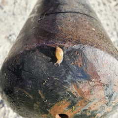 Succinea putris