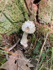 Amanita abrupta