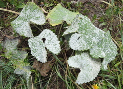 Phlomoides tuberosa