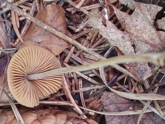 Conocybe tenera
