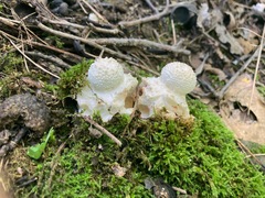 Amanita abrupta