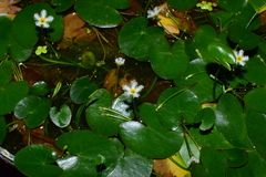 Nymphoides lungtanensis