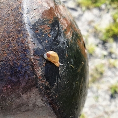 Succinea putris