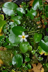 Nymphoides lungtanensis