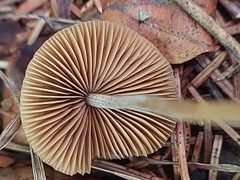 Conocybe tenera
