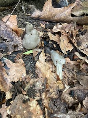 Helvella phlebophora