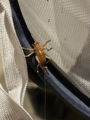 Camptonotus carolinensis