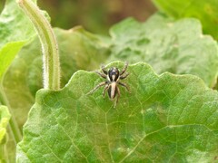 Megafreya sutrix