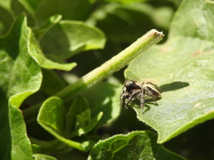 Megafreya sutrix