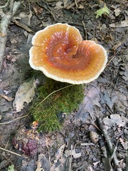 Ganoderma