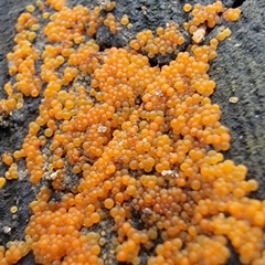 Hydropisphaera peziza