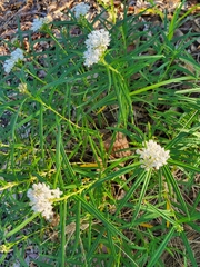 Asclepias perennis
