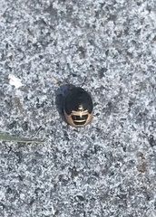 Brachyplatys subaeneus