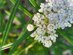 Asclepias perennis