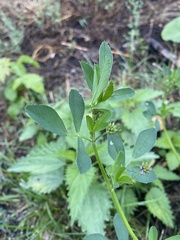 Medicago sativa