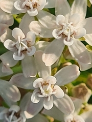 Asclepias perennis
