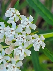 Asclepias perennis