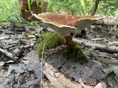 Ganoderma
