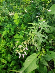 Desmodium